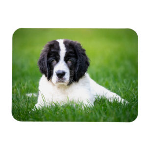 Niedliche Kleintiere   Welpe Magnet