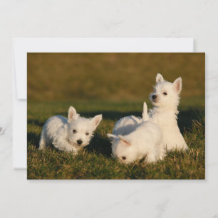 Niedliche Kleintiere   West Highland White Terrier Dankeskarte