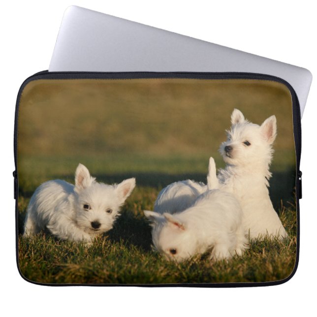 Niedliche Kleintiere | West Highland White Terrier Laptopschutzhülle (Vorderseite)