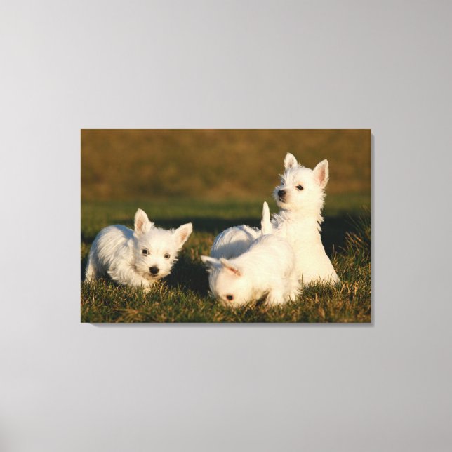 Niedliche Kleintiere | West Highland White Terrier Leinwanddruck (Vorderseite)