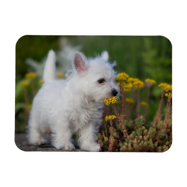 Niedliche Kleintiere | West Highland White Terrier Magnet (Horizontal)