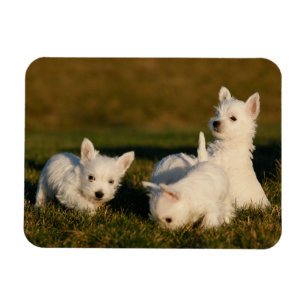 Niedliche Kleintiere   West Highland White Terrier Magnet