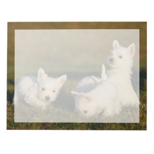 Niedliche Kleintiere West Highland White Terrier Notizblock