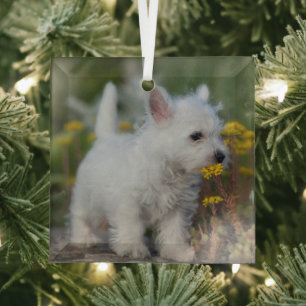 Niedliche Kleintiere West Highland White Terrier Ornament Aus Glas