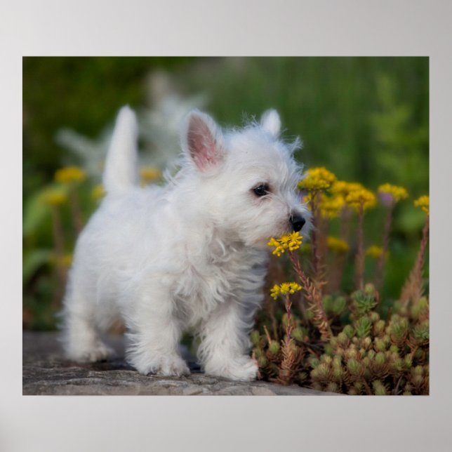 Niedliche Kleintiere | West Highland White Terrier Poster (Vorne)