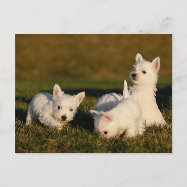 Niedliche Kleintiere | West Highland White Terrier Postkarte (Vorderseite)