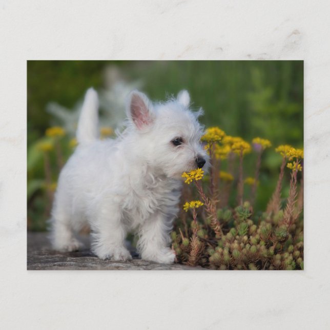 Niedliche Kleintiere | West Highland White Terrier Postkarte (Vorderseite)
