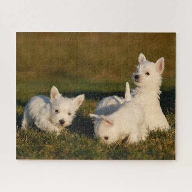Niedliche Kleintiere | West Highland White Terrier Puzzle (Horizontal)