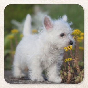 Niedliche Kleintiere West Highland White Terrier Rechteckiger Pappuntersetzer