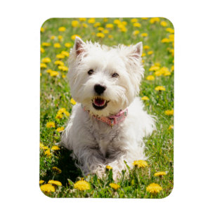 Niedliche Kleintiere   Westie Hund in Lüstern Magnet