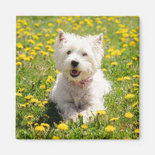 Niedliche Kleintiere   Westie Hund in Lüstern Magnet