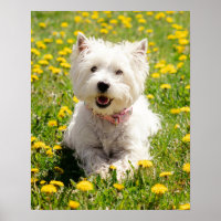 Niedliche Kleintiere | Westie Hund in Lüstern