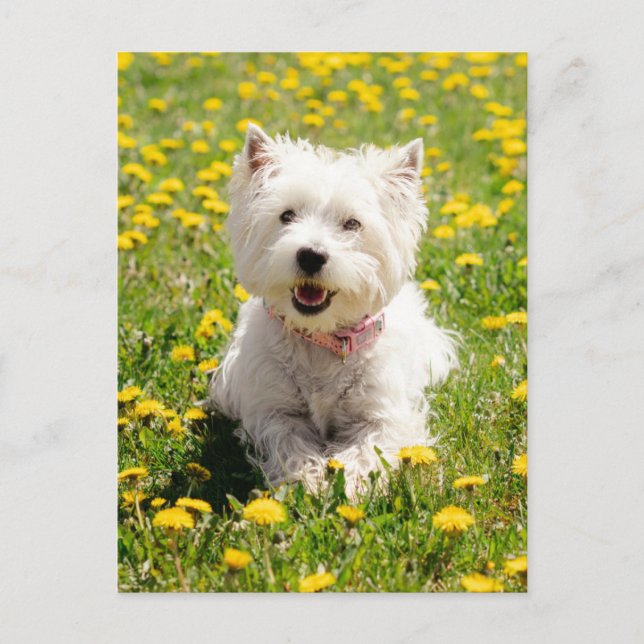 Niedliche Kleintiere | Westie Hund in Lüstern Postkarte (Vorderseite)