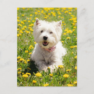Niedliche Kleintiere   Westie Hund in Lüstern Postkarte