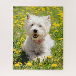 Niedliche Kleintiere   Westie Hund in Lüstern Puzzle