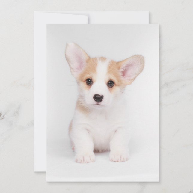Niedliche Kleintiere | White Corgi Puppy Dankeskarte (Vorderseite)