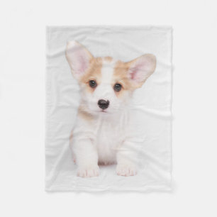 Niedliche Kleintiere   White Corgi Puppy Fleecedecke