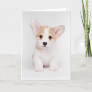 Niedliche Kleintiere White Corgi Puppy Karte