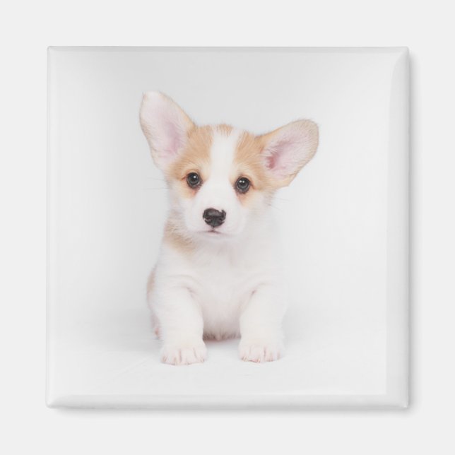 Niedliche Kleintiere | White Corgi Puppy Magnet (Vorne)