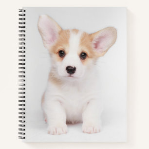 Niedliche Kleintiere   White Corgi Puppy Notizbuch
