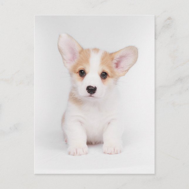 Niedliche Kleintiere | White Corgi Puppy Postkarte (Vorderseite)