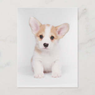Niedliche Kleintiere White Corgi Puppy Postkarte