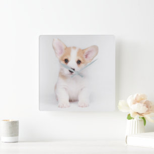 Niedliche Kleintiere   White Corgi Puppy Quadratische Wanduhr