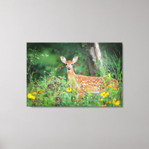Niedliche Kleintiere   White Tails Deer in Daisies Leinwanddruck