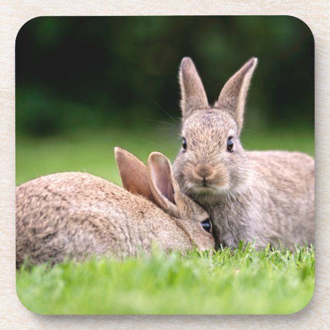 Niedliche Kleintiere | Wilde Bunny Rabbits Getränkeuntersetzer (Vorderseite)
