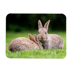 Niedliche Kleintiere Wilde Bunny Rabbits Magnet