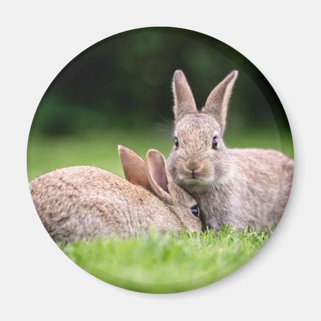 Niedliche Kleintiere | Wilde Bunny Rabbits Magnet (Vorne)
