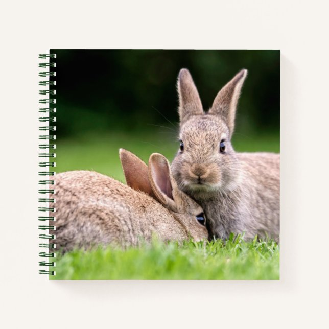 Niedliche Kleintiere | Wilde Bunny Rabbits Notizbuch (Vorderseite)