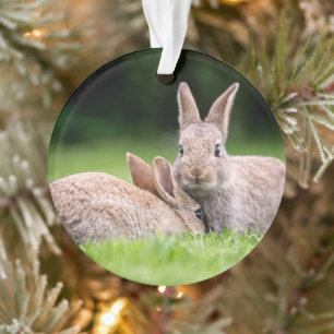 Niedliche Kleintiere   Wilde Bunny Rabbits Ornament