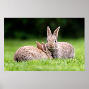 Niedliche Kleintiere   Wilde Bunny Rabbits Poster