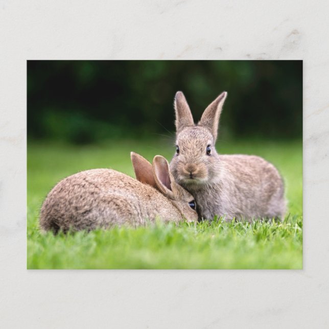 Niedliche Kleintiere | Wilde Bunny Rabbits Postkarte (Vorderseite)
