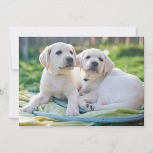 Niedliche Kleintiere   Yellow Labrador Retrievers Dankeskarte