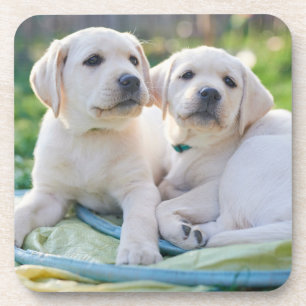 Niedliche Kleintiere   Yellow Labrador Retrievers Getränkeuntersetzer