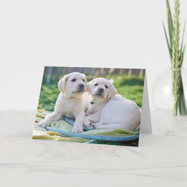 Niedliche Kleintiere | Yellow Labrador Retrievers Karte (Vorderseite)