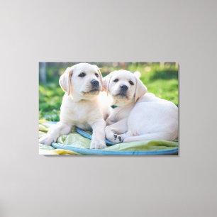 Niedliche Kleintiere   Yellow Labrador Retrievers Leinwanddruck