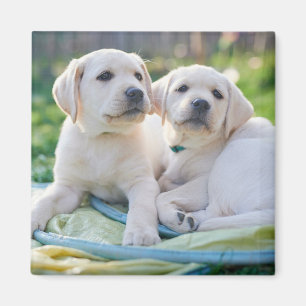 Niedliche Kleintiere   Yellow Labrador Retrievers Magnet