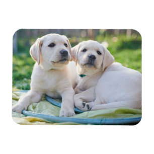 Niedliche Kleintiere   Yellow Labrador Retrievers Magnet