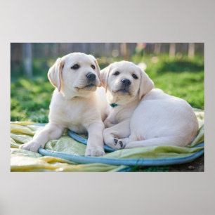 Niedliche Kleintiere   Yellow Labrador Retrievers Poster
