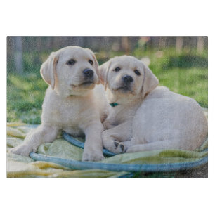 Niedliche Kleintiere Yellow Labrador Retrievers Schneidebrett