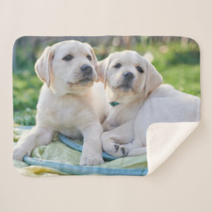 Niedliche Kleintiere   Yellow Labrador Retrievers Sherpadecke