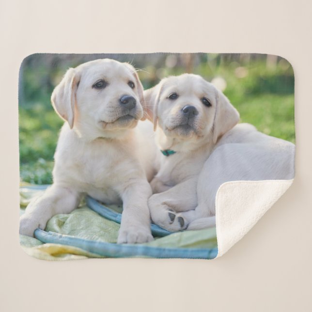 Niedliche Kleintiere | Yellow Labrador Retrievers Sherpadecke (Vorderseite (Horizontal))