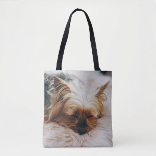 Niedliche Kleintiere   Yorkshire Terrier