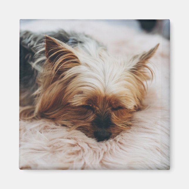 Niedliche Kleintiere | Yorkshire Terrier Magnet (Vorne)