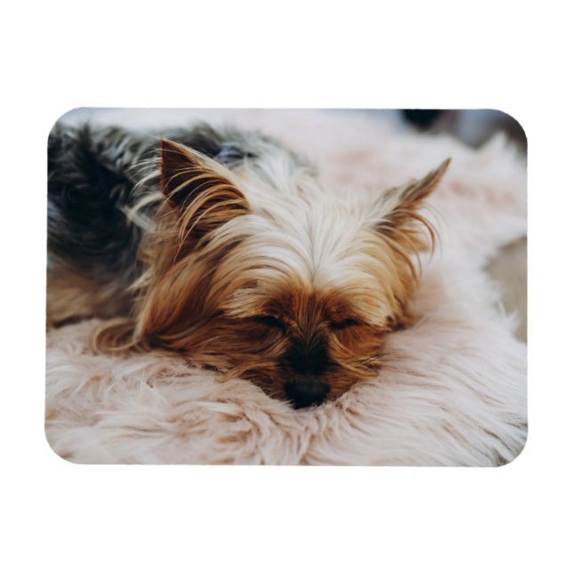 Niedliche Kleintiere | Yorkshire Terrier Magnet (Horizontal)