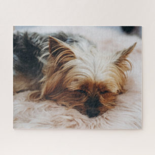 Niedliche Kleintiere   Yorkshire Terrier Puzzle