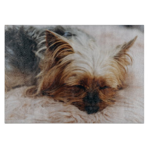 Niedliche Kleintiere Yorkshire Terrier Schneidebrett
